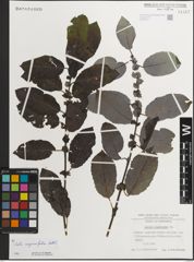 Foto von Salix myrsinifolia Salisb.